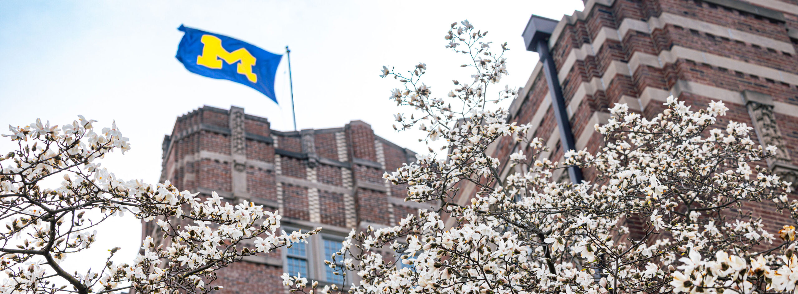 Flowers bloom on a tree at the base of the Student Union. The Union stands tall in the background with its flag waving in the wind against a partly cloudy sky.